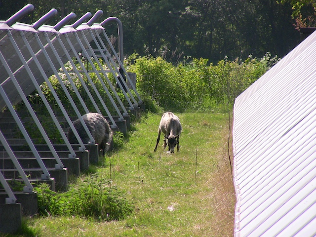 samso-letting-goats-trim-the-grass.jpg